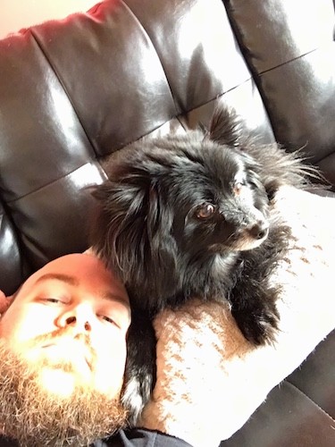 A thick coated long haired black dog with perk ears laying next to a man's head who is laying on a brown leather couch