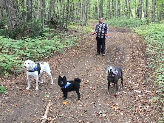 A woman standing on a wide trail in the woods holding two leashes for two large breed dogs with a little black dog off leash in the middle of them