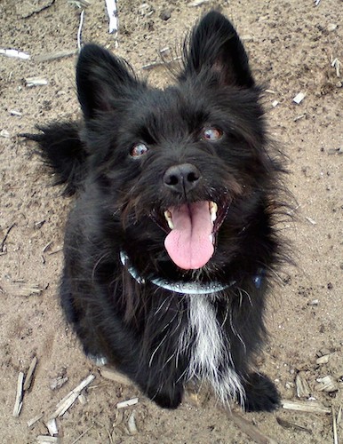 A little long haired black dog with a white chest, a pink tongue hanging out and brown eyes sitting down in dirt looking up