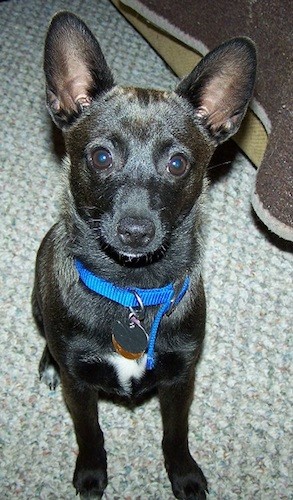 A small short haired black dog with brown mixed in, wide round brown eyes, a black nose and large prick ears wearing a blue collar sitting down inside of a house