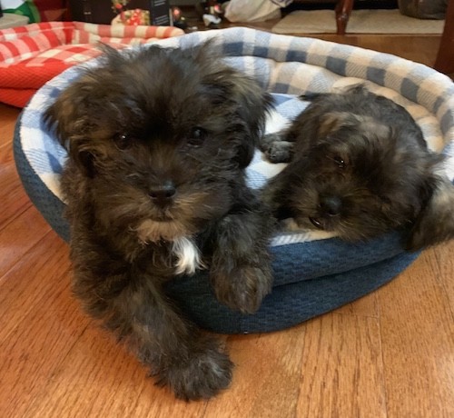 Two little long coated black puppies with some tan and white mixed in laying down on a round blue dog bed inside of a living room