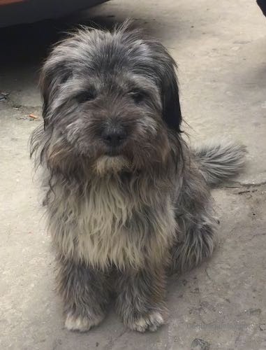 A medium-sized, thick-coated, long-haired, soft brown, tan, black and white dog with a dark face and lighter chest sitting on the ground outside.