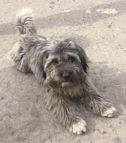 A medium-sized, thick, long-haired, soft brown, tan, black and white dog laying on the ground with ears that hang to the sides.