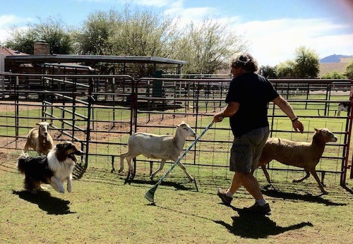 A tricolor, large breed Collie dog herding three sheep with a man standing next to them with farm fencing all around