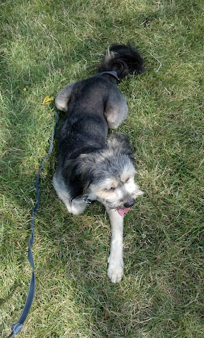 Looking down at a black and tan dog with a long body and long legs laying down in the grass