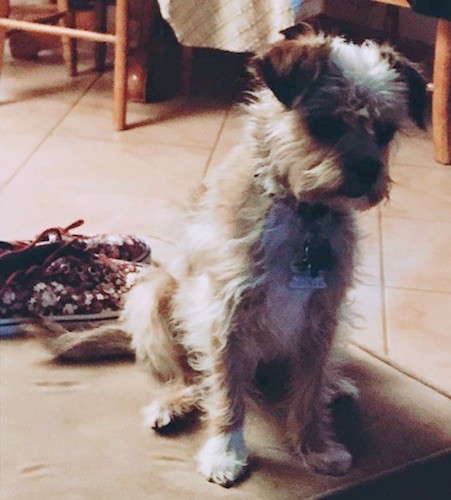 A little tan and white wavy coated dog with a square muzzle and small v-shaped fold over ears sitting down on an ottoman inside a home