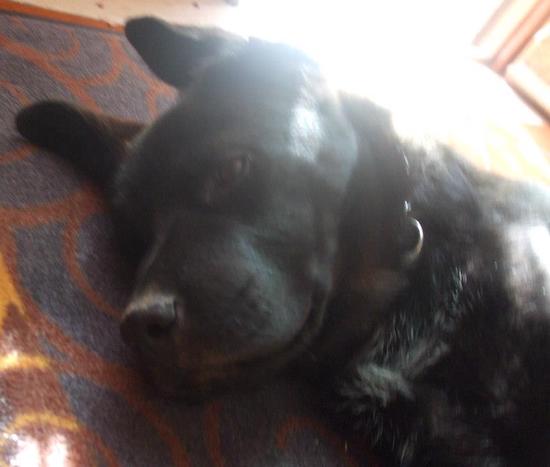 Close up head shot of a black dog laying down on a red rug