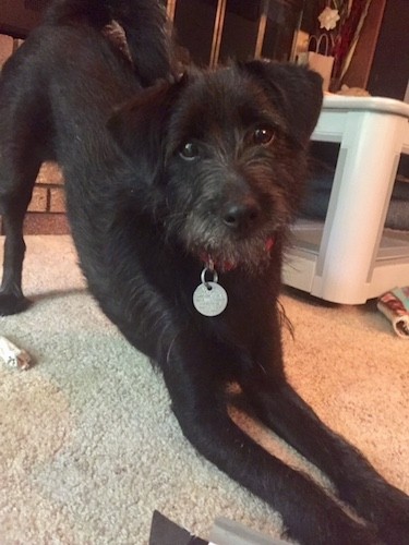 A black dog with longer hair on her face and muzzle, v-shaped ears that fold over to the front, dark round eyes and a black nose play bowing on a tan carpet inside of a house