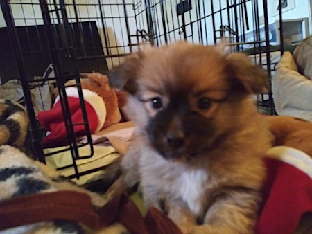 A fluffy little brown, black, tan and white puppy laying down on a blanket in front of a  dog crate with plush dog toys inside of it