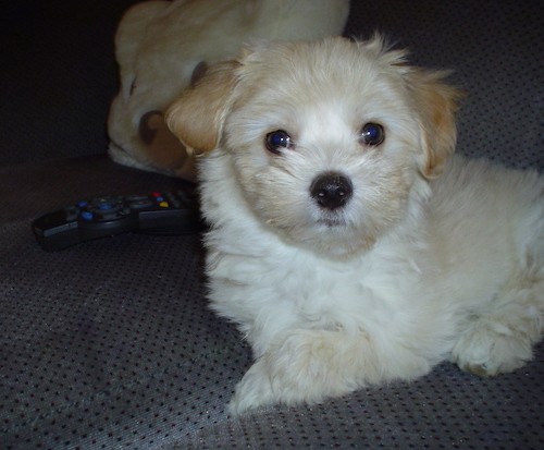 A little tan and white puppy with a black nose and round dark eyes laying down on a blue couch.