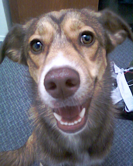 Close up head shot of a brown, tan and white dog with wide round eyes and a brown nose with rose ears inside a house.