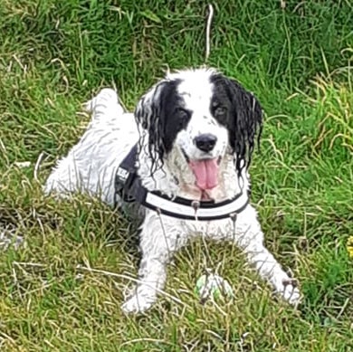 A white with black, wet dog laying in the grass with a ball between her front paws