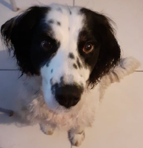 A black and white dog looking up while sitting down on a white tiled floor.