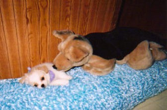 A little fluffy tan and white puppy laying down on a blue dog bed with a German Shepherd stuffed toy placed next to him looking down at him