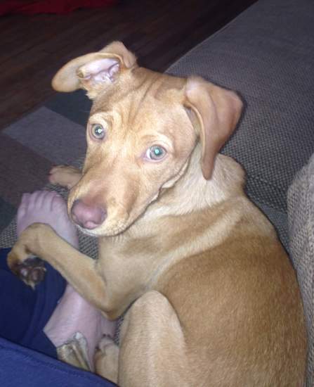 An orange-brown colored dog with rose ears, a long snout and wide yellow eyes laying down curled up on a couch