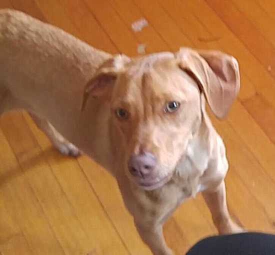 A  rusty-gold colored dog with a brown nose standing on a hardwood floor inside of a house