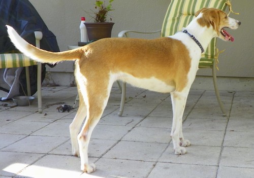 Side view of a tall, lanky brown and white dog with ears that hang to the sides, a long muzzle and a long tail standing on a patio in front of a house