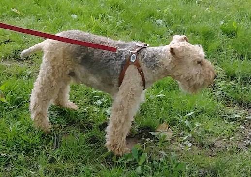 Side view of a tight curly-coated, tan dog with a black saddle pattern wearing a red harness pulling forward outside in grass.