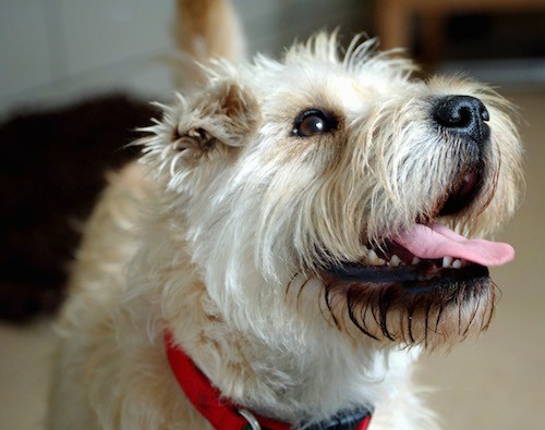 Front view of a scruffy looking tan dog with a thick soft coat, brown eyes, a wet face with long hairs coming from the dogs snout and head with small v-shaped ears looking up and to the right