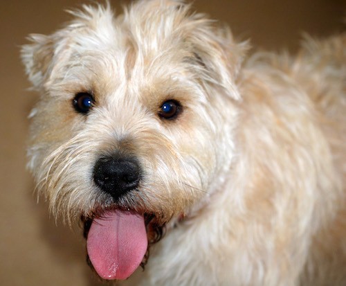 Front view of a soft looking, thick coated tan dog with round brown wide eyes, a balck nose, small v-shaped ears that fold down with a pink tongue hanging out