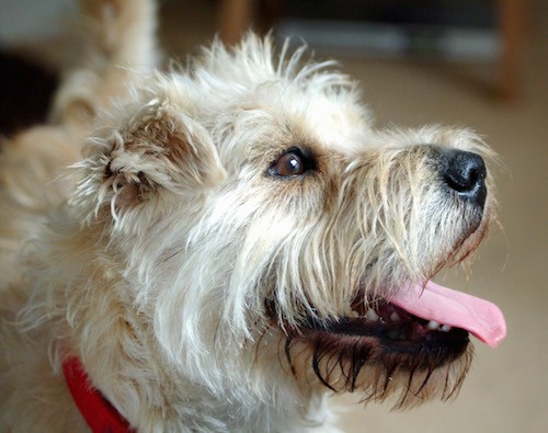 Side view of a tan dog with thick long hair coming from her face, brown eyes, a black nose with small fold over ears wearing a red collar looking to the right