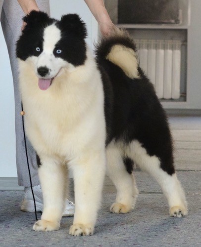 A white and black dog with ice blue eyes standing in a show stack pose next to a person.