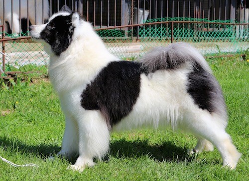 A black and white, thick-coated dog with small prick ears standing outside in grass.