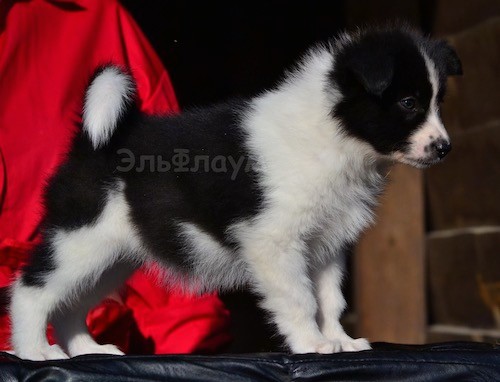 A fluffy little, thick-coated puppy with a ring tail standing in a stack pose in front of a person in a red shirt.