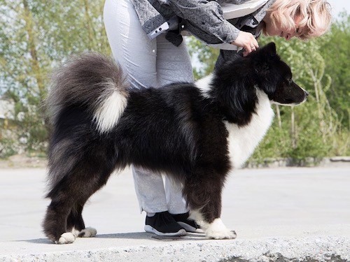 A black and white dog with a very thick coat being posed in a stack outside by a lady dressed in gray and white.