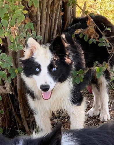 A thick-coated, black and white dog standing outside under a bush with her pink tongue showing