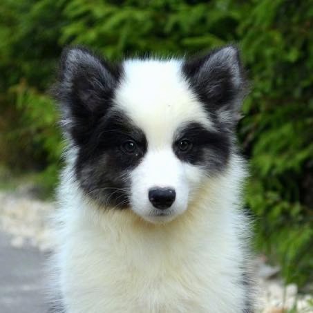 Front view head shot of a thick coated, fluffy little white, gray and black puppy with small prick ears and dark eyes sitting outside.