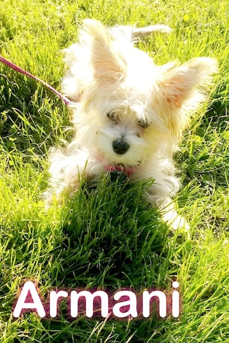 A little longhaird cream colored dog with large prick ears laying down in grass with the words Armani overlayed on the image below the dog.