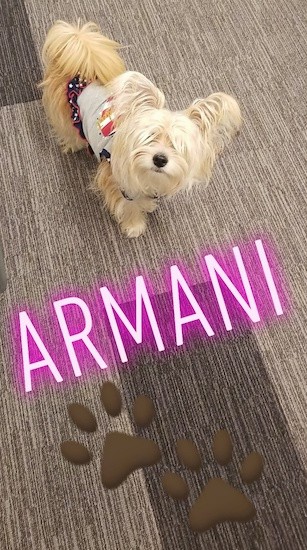 A small, long coated cream colored dog with large fringe ears standing on a brown rug with the words Armani written in pink letters and two brown paw prints overlayed under the dog.