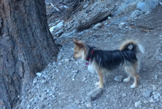 A small tan, black and white dog standing outside next to a large tree