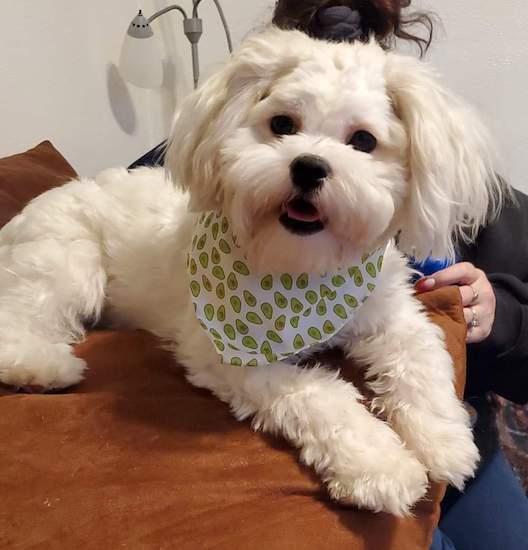 An adult soft white, small dog laying down on a brown pillow in front of a lady who is hiding behind him