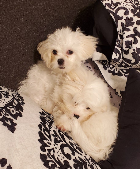 Two soft, fluffy little puppies sleeping on black and white bedding