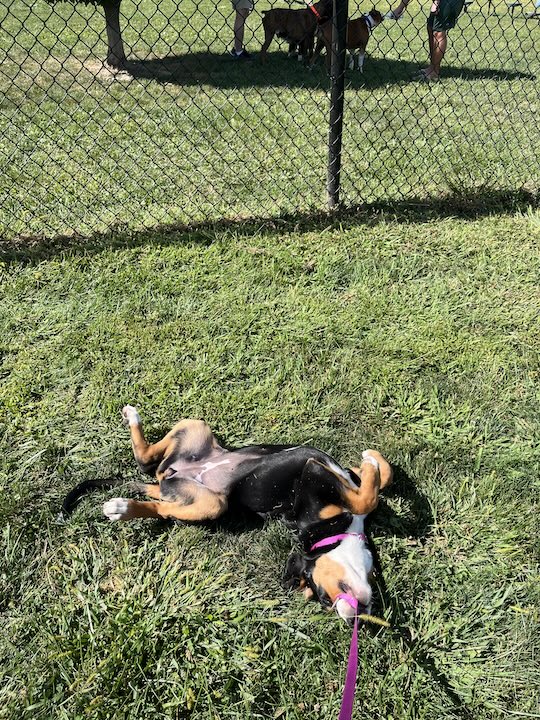 Briar, the greater swiss mountain dog puppy laying on back near fence at dog park