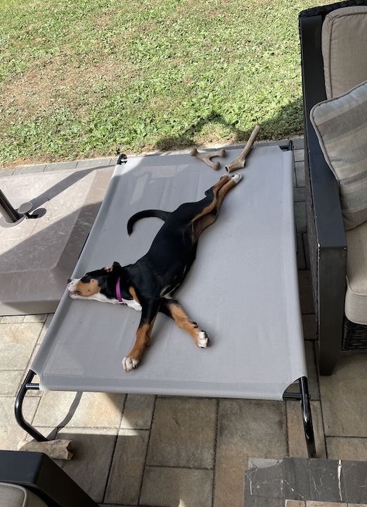 Briar, the greater swiss mountain dog puppy laying on outdoor lounger