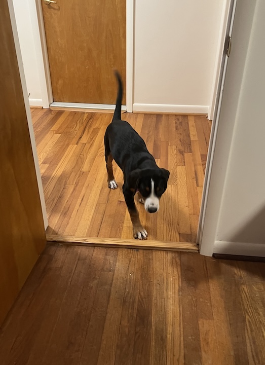 Briar, the greater swiss mountain dog walking through doorway