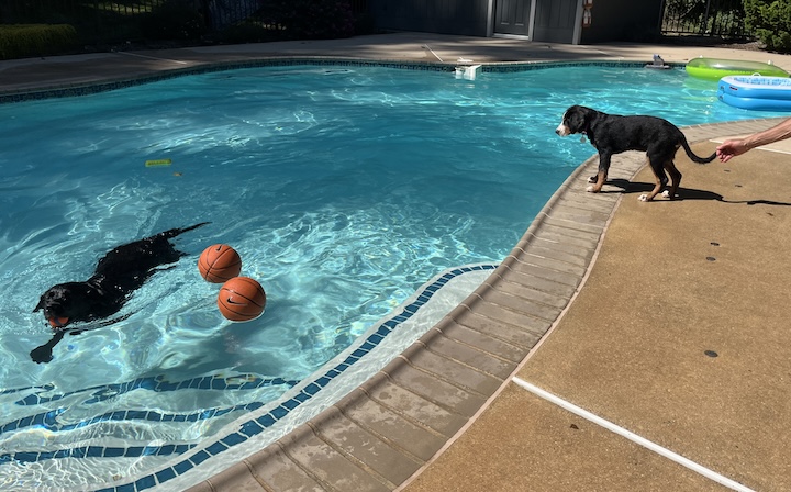 Briar, the greater swiss moutain dog puppy standing at edge of pool