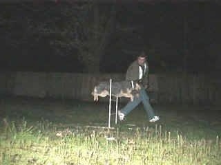 Darwin the Australian Blue Heeler is jumping over an agility bar obstacle and a person is running next to it