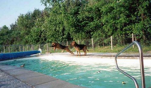 A Bloodhound dog is jumping into a pool as a second Bloodhound watches.
