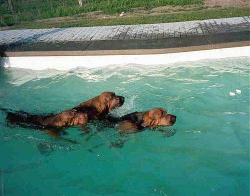Two Bloodhounds are swimming through a pool