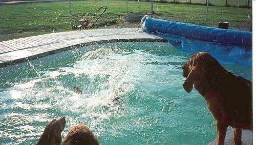 Rocketman splashes into a pool as Radar and Cash are watching