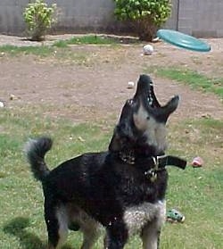 Buck the Shepherd/Husky/Rottie Mix is looking up at a green frisbee that is over its head. His mouth is open as he is about to catch it.