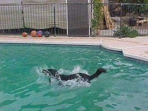 Buck the Shepherd/Husky/Rottie Mix body is almost submerged in the pool water