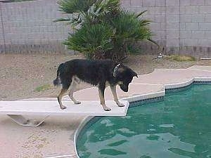 Buck the Shepherd/Husky/Rottie Mix is standing on a diving board and looking down at a pool of water
