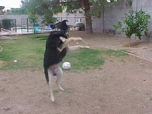 Buck the Shepherd/Husky/Rottie mix is landing from a jump to catch a ball