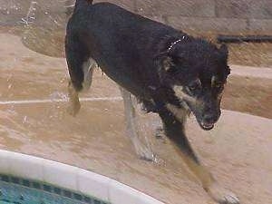 A Wet Buck the Shepherd/Husky/Rottie Mix is running around the pool deck