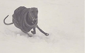 Glynis Cyfie Bryn the Whippet is wearing a coat and running through snow